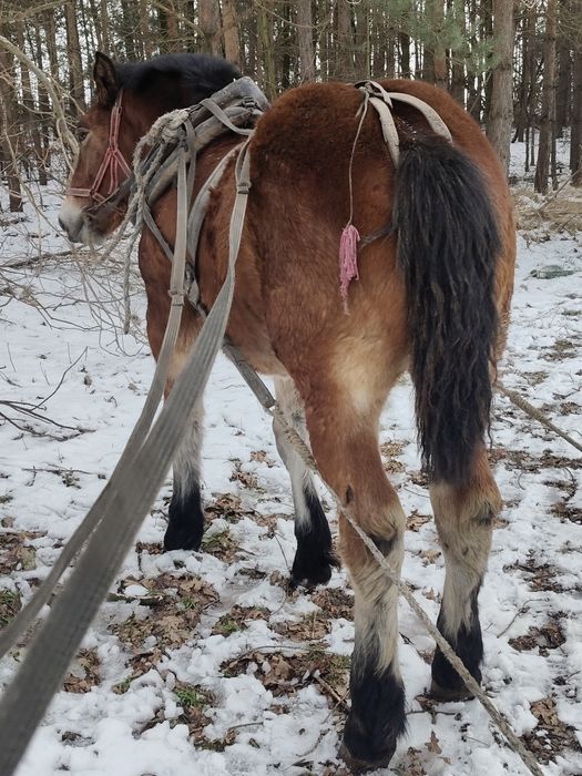 Źrebica zimnokrwista