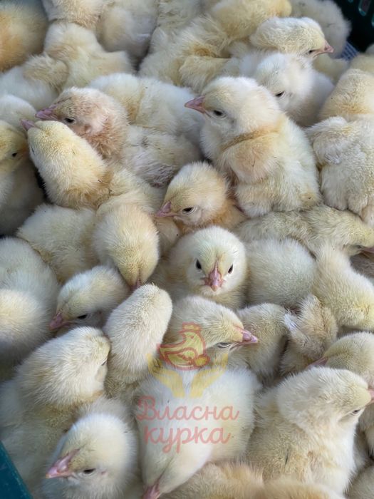 Бройлер добовий/підрощений