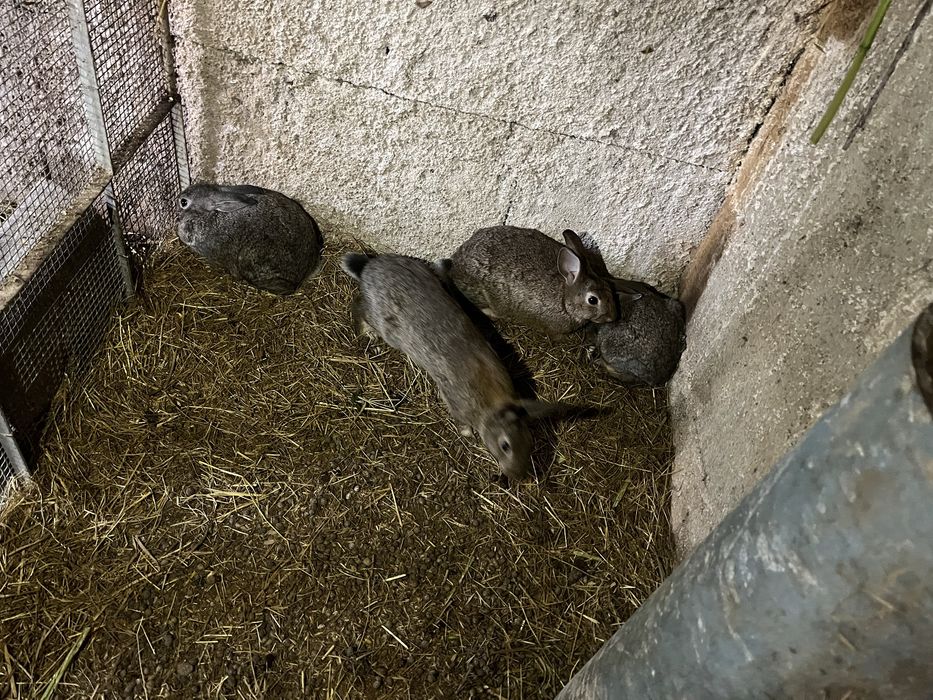 Coelhos vacinados