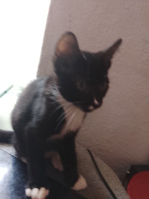 Gatinho e gatinha