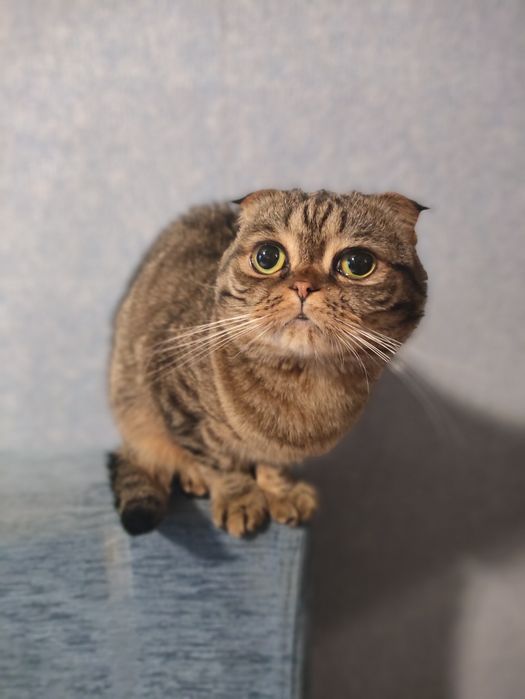 Кошка Scottish fold вислоухая