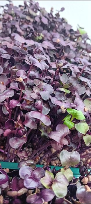 Sementes microgreens