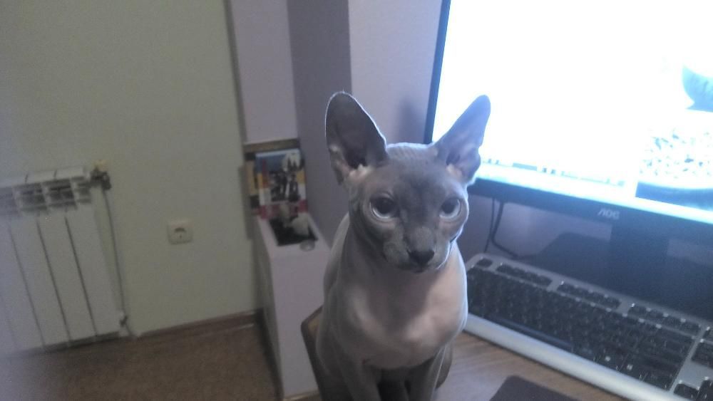 Голубоглазый сфинкс для вязки