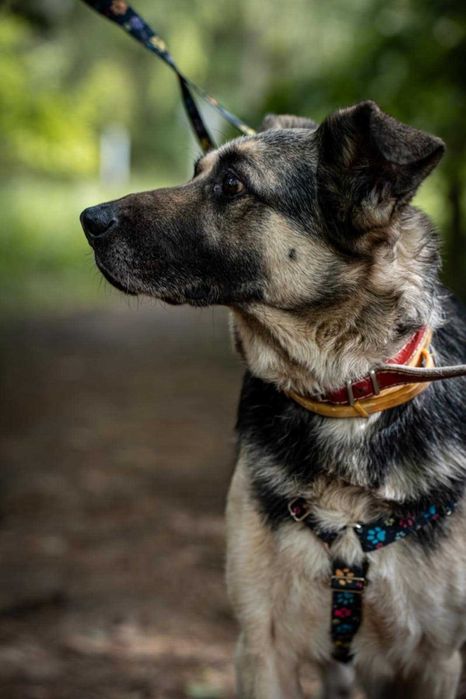 Cudowny pies - Messi szuka odpowiedzialnego domu