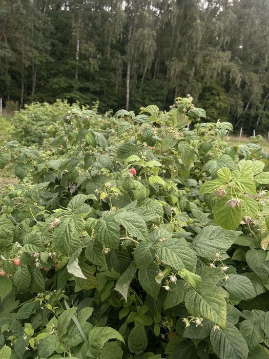 Sprzedam sadzonki maliny jesiennej Poemat