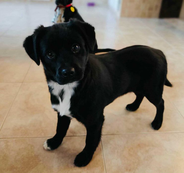 Szczeniaki szukają kochających domów - mają ok. 4 mcy