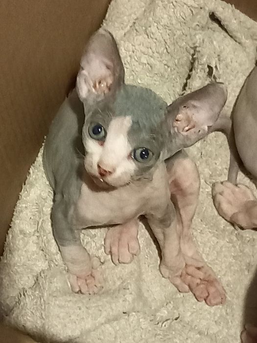 Котята-канадские сфинксы