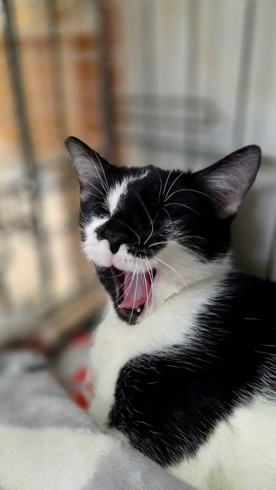 Delikatna młoda koteczka poleca się do adopcji