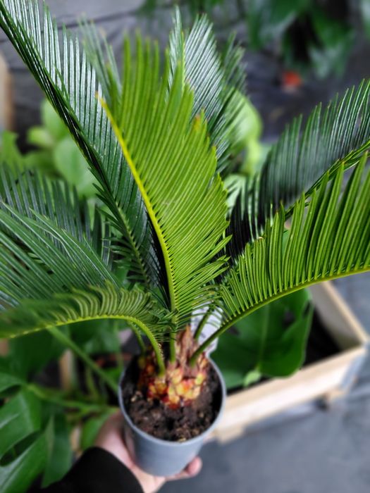 Cycas Revoluta, Sagowiec Odwinięty 50CM - WYSYŁKA