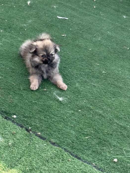 Spitz Alemão Anão MINI