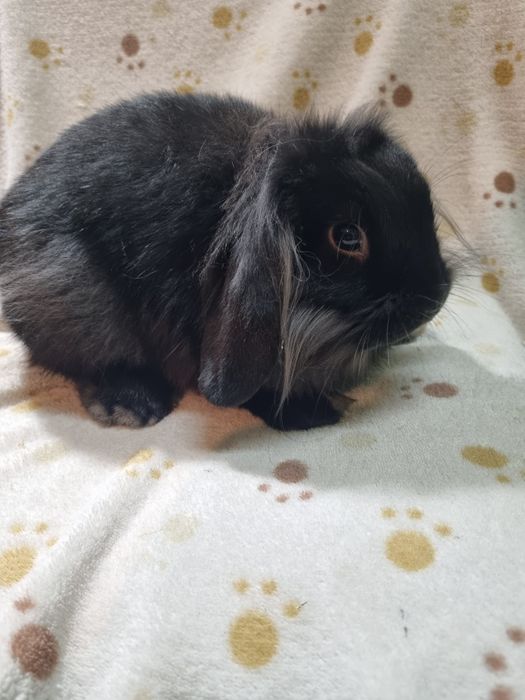 Królik miniaturowy baranek lewek  cena calkowita