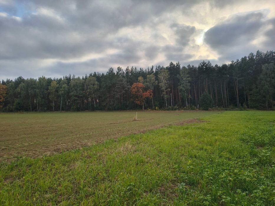 Sprzedam działki przy lesie Sulnowo - Widok 3