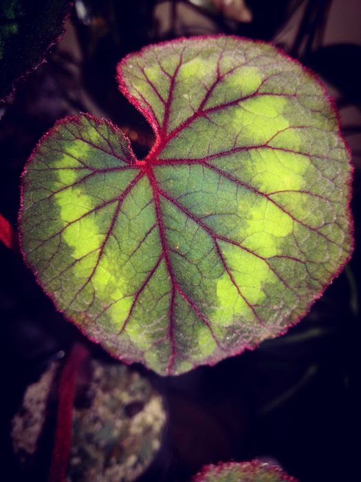 Begonia Cathayana roślina UNIKAT nie monstera philodendron