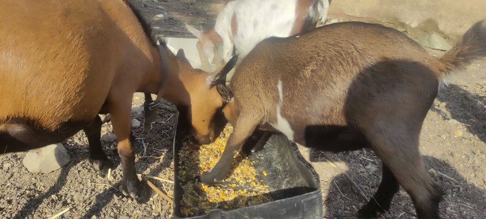 Chibos e cabrita anões