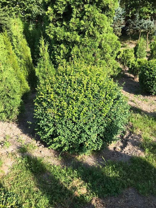 Самшит вічнозелений