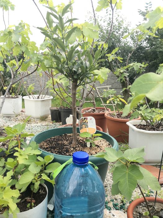 Рослина Кумкват, Лайм, Каламондін, Лимон