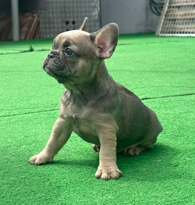 Bulldog francês fêmea blue fawn