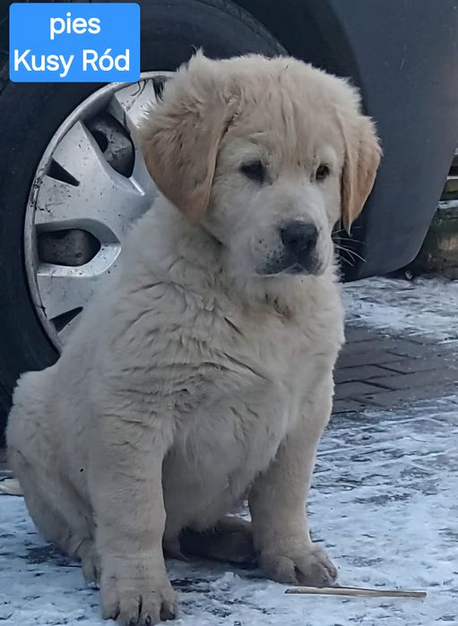 Owczarek środkowoazjatycki FCI