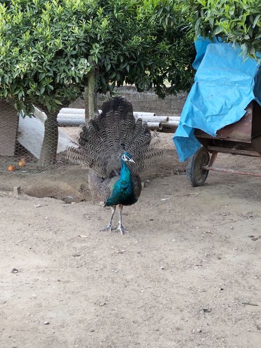Vendo pavão Macho