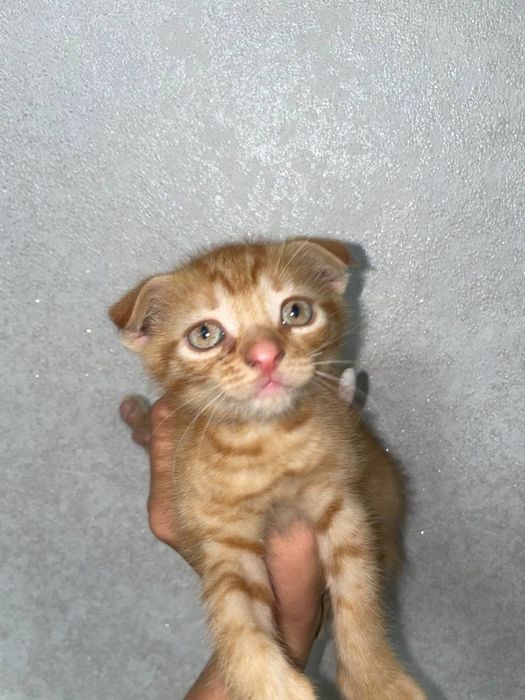 котята веслоухие
