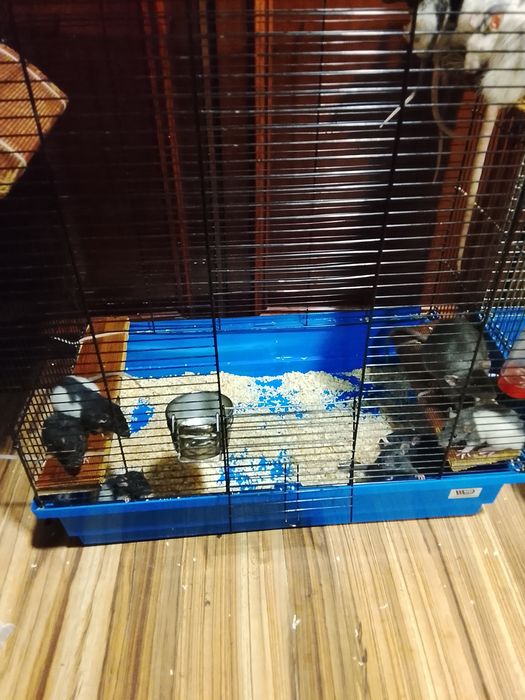 Szczurki szukają domòw