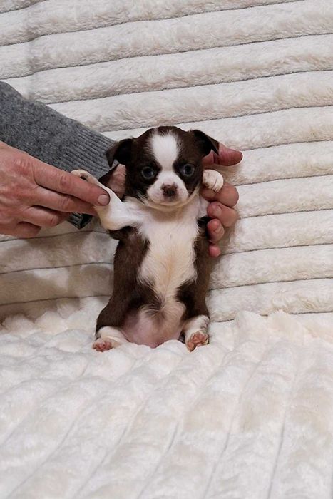 Шоколадная красавица.Полный пакет документов.