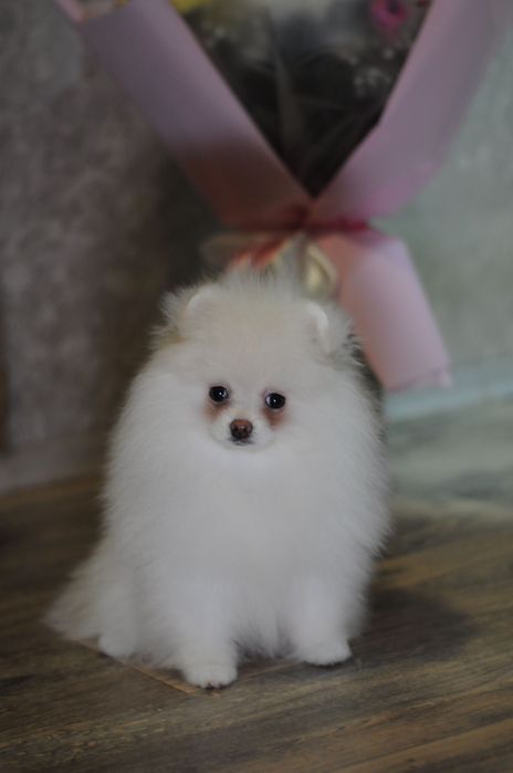 Крутезні ТОП ведмежата