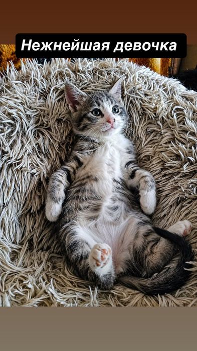 Много котят бесплатно