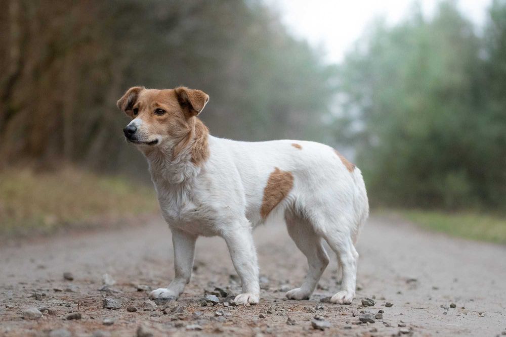 Nisska - urocza łaciatka