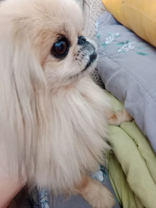 Пекінес королівський для зв'язки