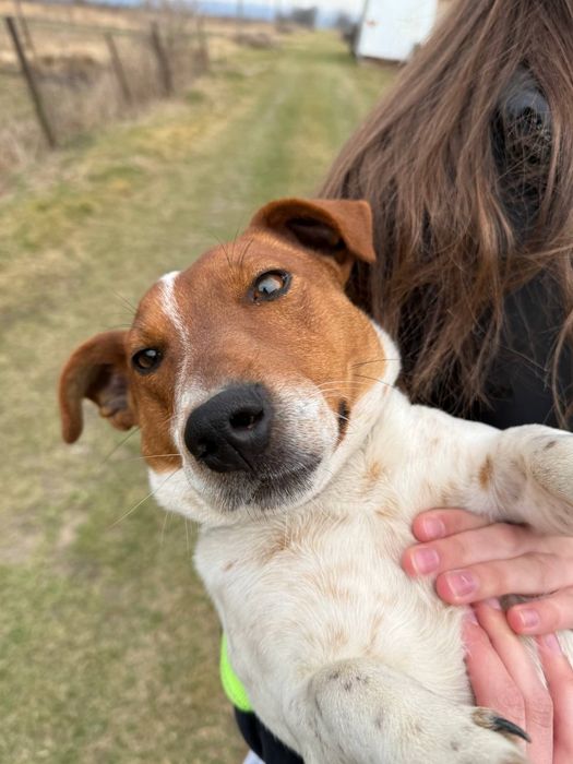 Джек Рассел терєр