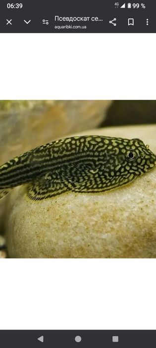 Псевдоскат  севилья