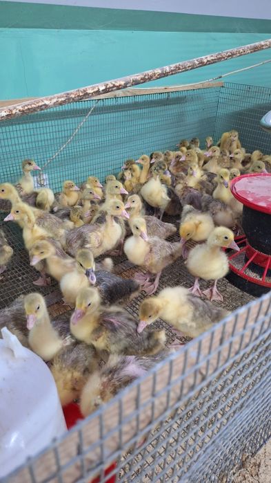 Gęsi młode kołudzkie