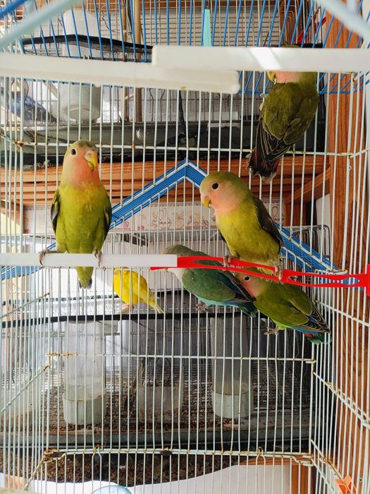 Rosicolis novos e casais