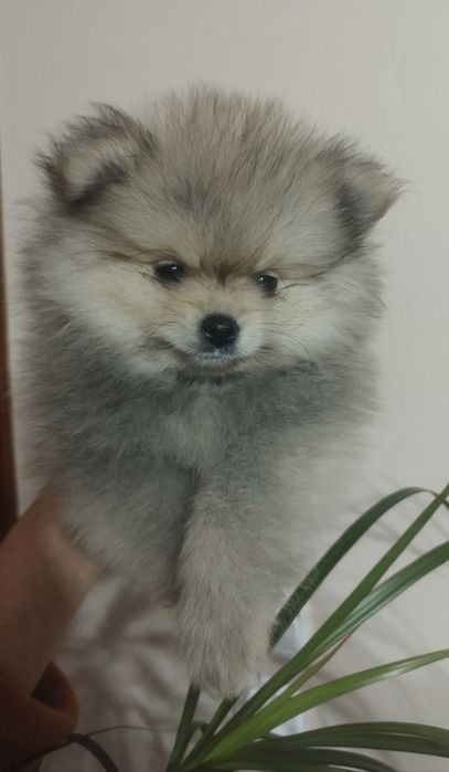 Pomeranian szpic miniaturowy ZKwP