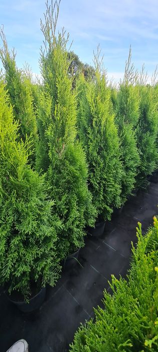PROMOCJA! Tuja szmaragd 130cm!! Kompleksowe nasadzenia!