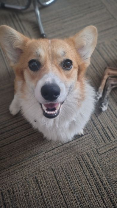 Welsh Corgi Pembroke FCI