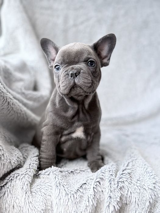 Buldog Francuski szczeniak