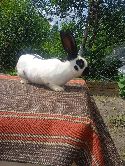 Продам кролики різного віку і породи