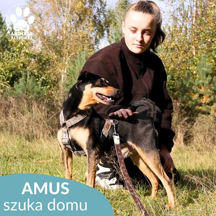 Amus szuka domu!