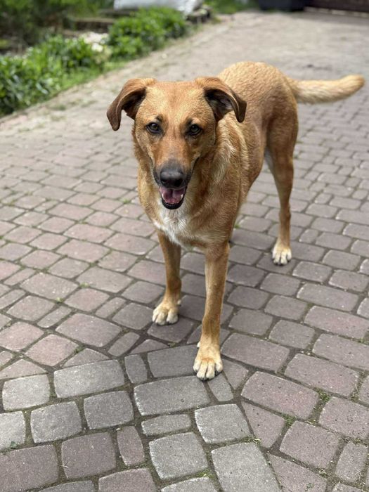 Rewelacyjny Pluto czeka na dom.