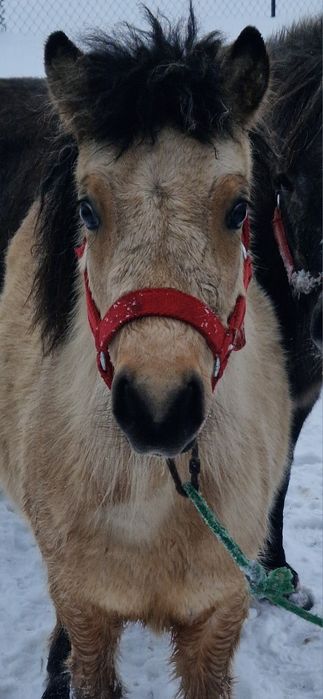 Kucyk ogier 8 miesięcy