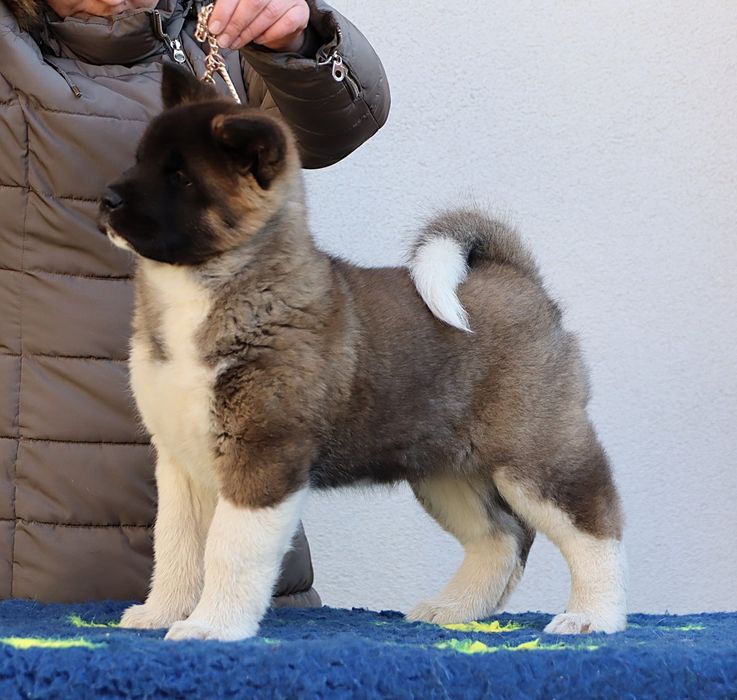 Akita Amerykańska suczka