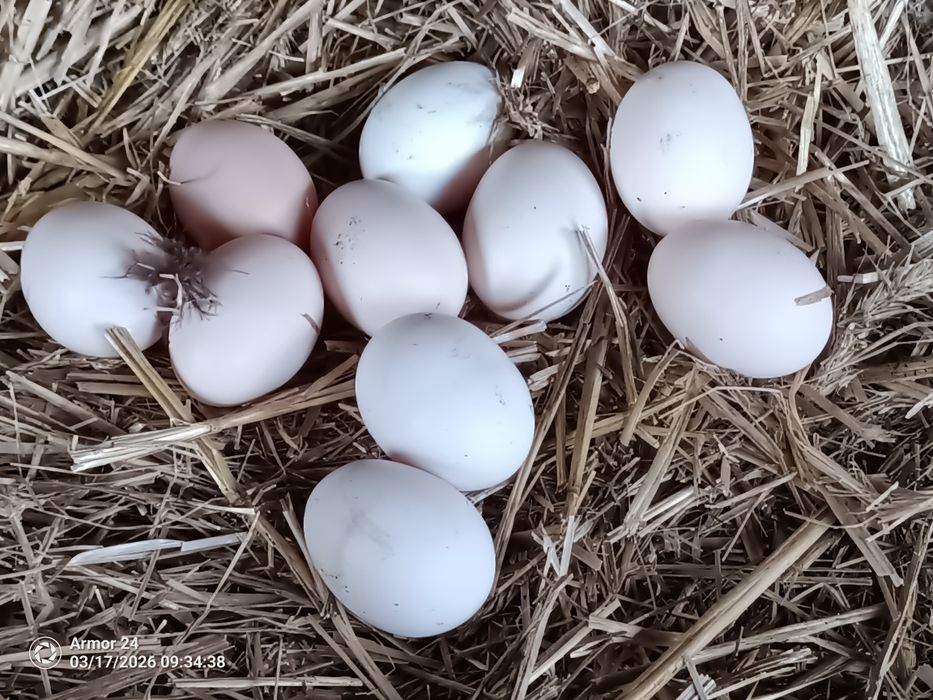 Sprzedam jajka lęgowe