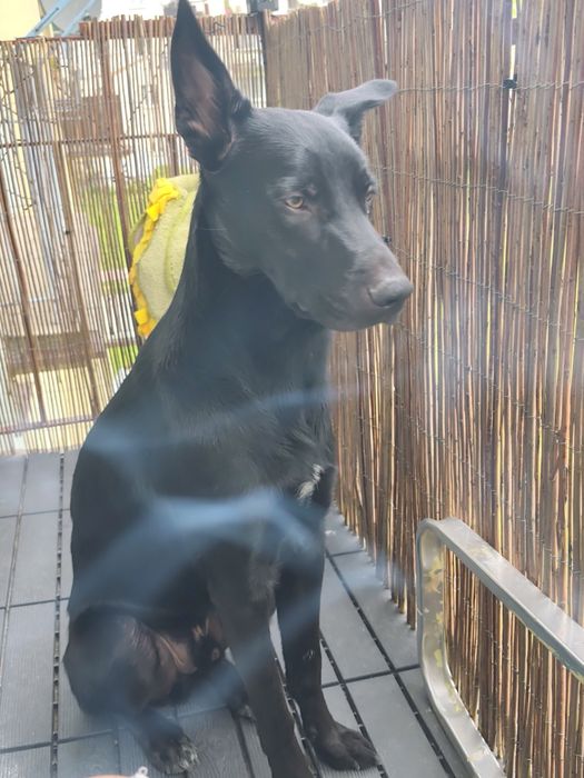 Oddam psa za darmo w dobre ręce
