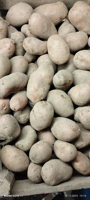 Ziemniaki jadalne czerwone