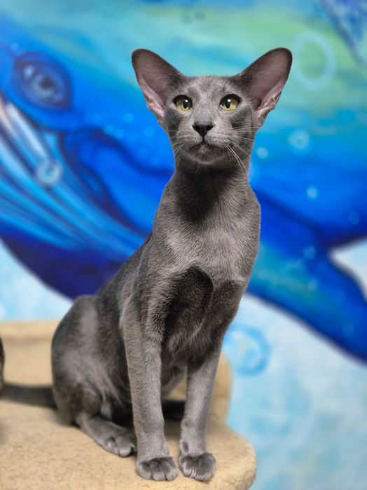 Орієнтальна дівчинка