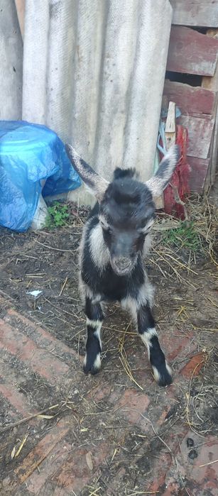 Козенята продам