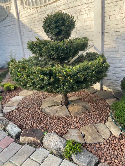 Услуги садовника, уход за территорией, стрижка растений