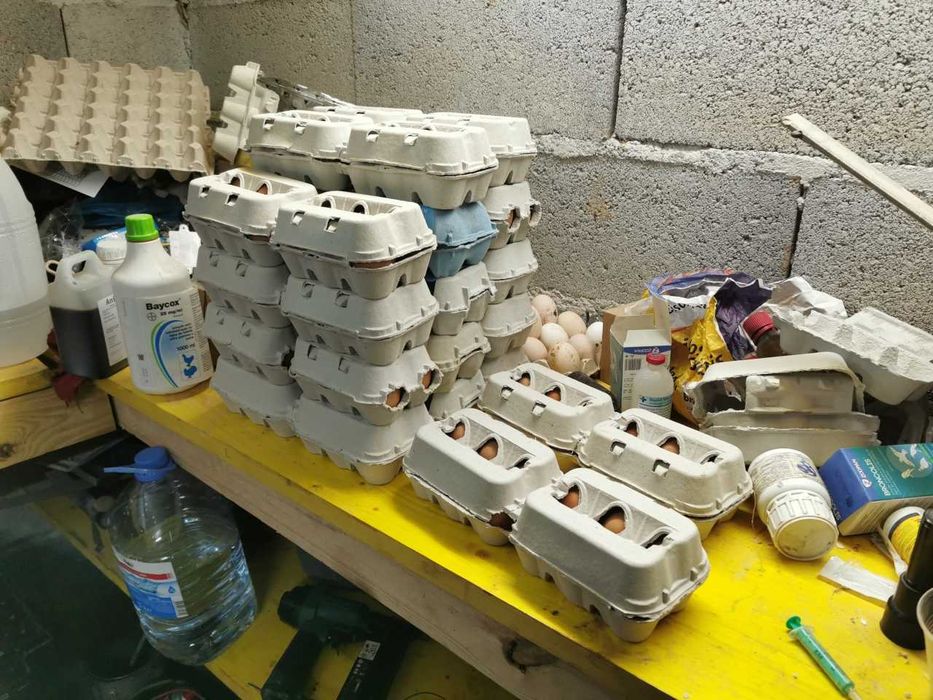 ovos galinha caseiros